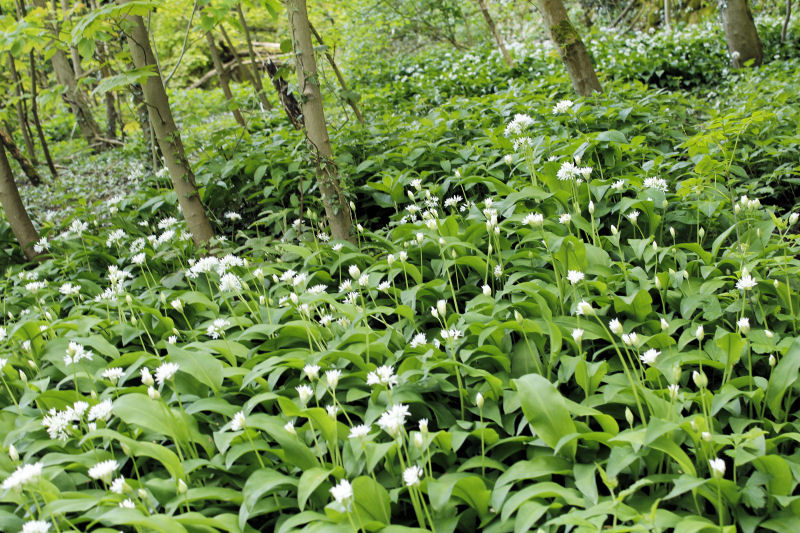 Wild Garlic Wild Garlic